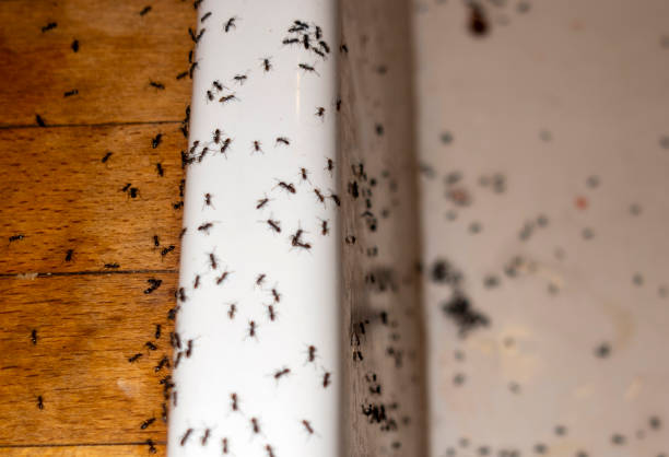 Best Exterminator Services  in Godley, TX