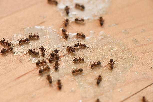 Best Pest Inspection Near Me  in Godley, TX