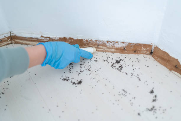 Best Local Pest Control Services  in Godley, TX